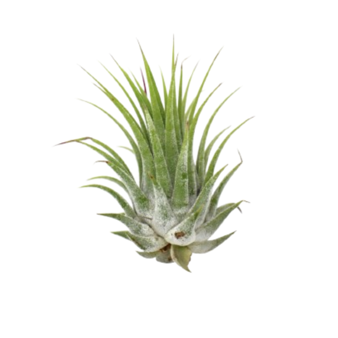 Tillandsia Air Plant Ionantha