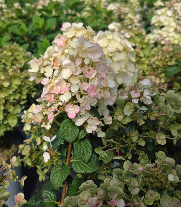 HYDRANGEA PAN. `TINY QUICKFIRE®` - In Store Pickup