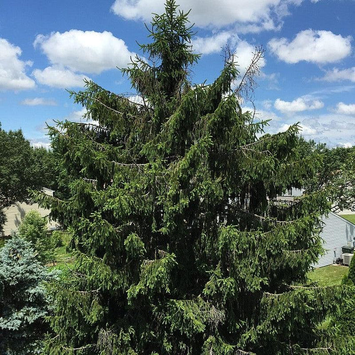 Picea abies  - Norway Spruce - Shipped
