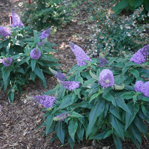 Buddleia x 'SMNBDL'  - Pugster® Amethyst Butterfly Bush - Shipped