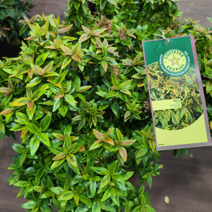 Abelia x grandiflora 'Kaleidoscope'  - Kaleidoscope Abelia - Shipped