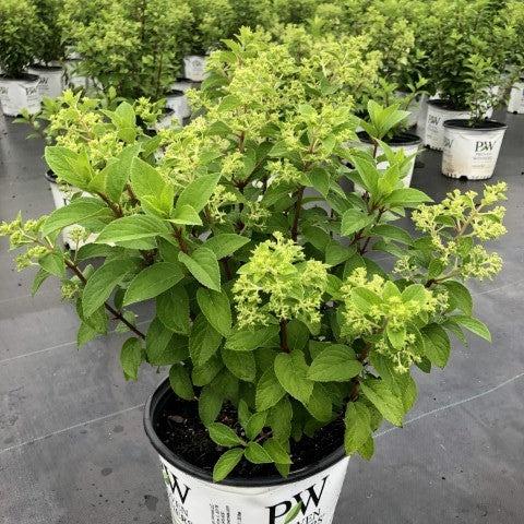 Proven Winners® Color Choice® Bobo® Hydrangea - Shipped