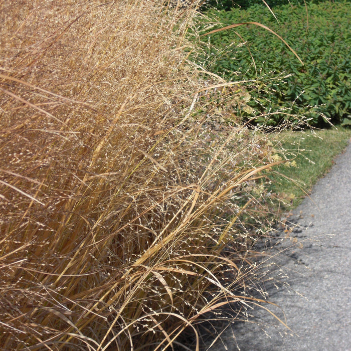 Panicum virgatum 'Heavy Metal'  - Heavy Metal Switch Grass - Shipped