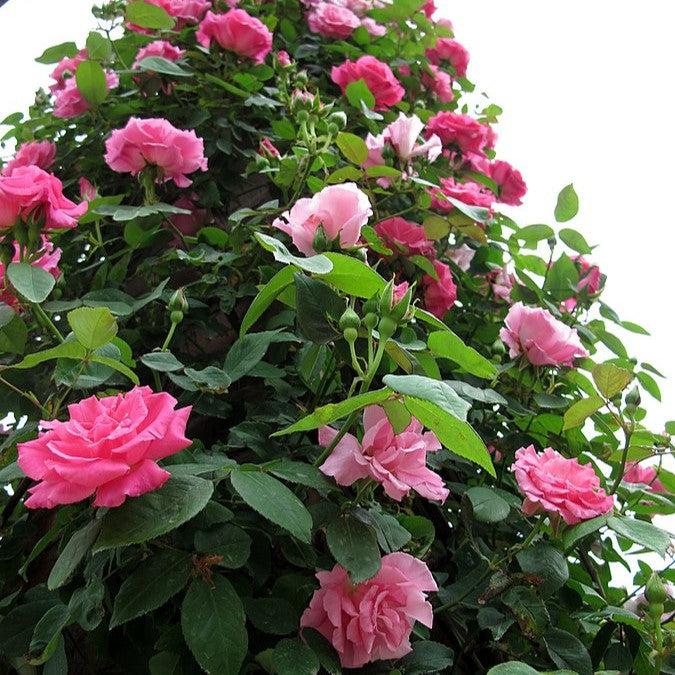 Zéphirine Drouhin Rose - Shipped