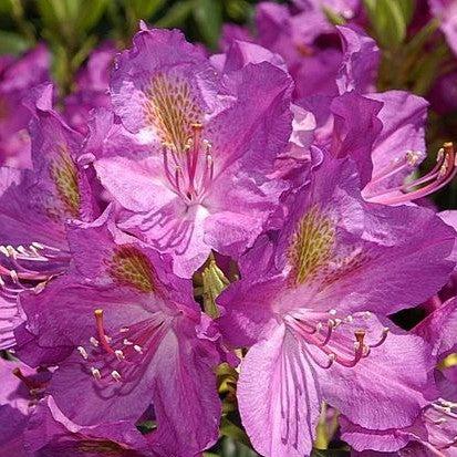 Lee's Dark Purple Rhododendron - Shipped