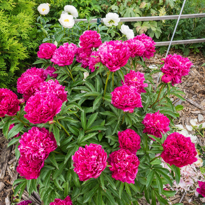 Paeonia lactiflora 'Kansas'  - Kansas Peony - Shipped