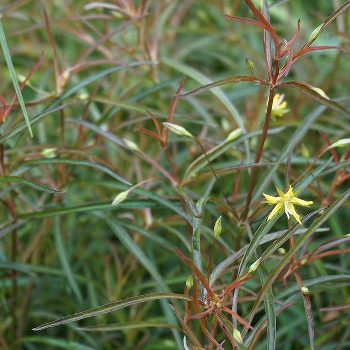 Lysimachia lanceolata 'Burgundy Mist'  - Burgundy Mist Loosestrife - Shipped