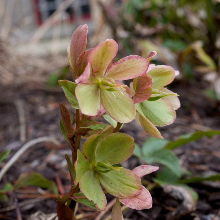 Helleborus x ericsmithii 'COSEH 730'  - HGC® Champion Lenten Rose - Shipped