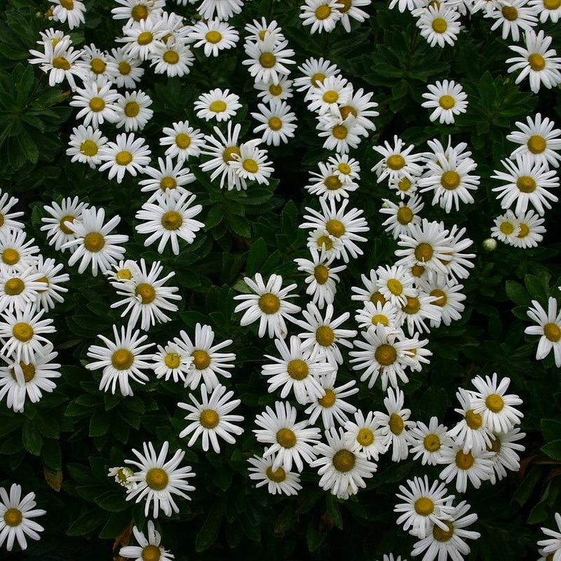 Nippon Daisy - Shipped