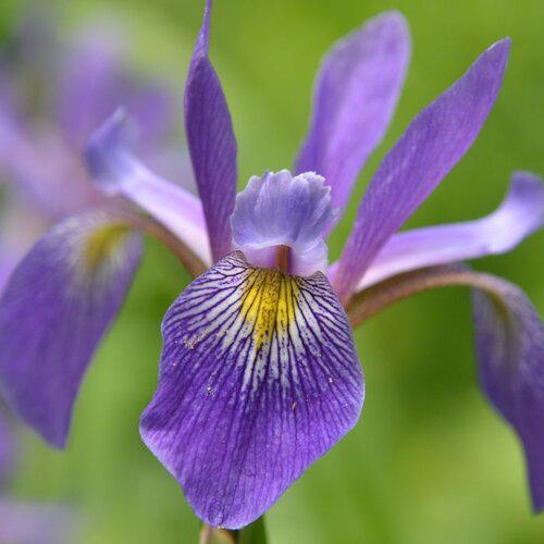 Purple Flame Blue Flag Iris - Shipped