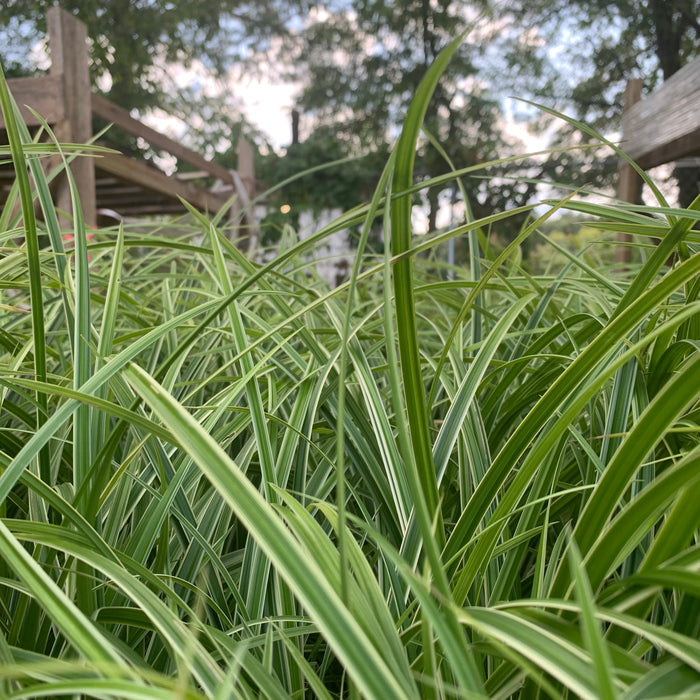 Carex morrowii 'Ice Dance'  - Ice Dance Sedge - Shipped
