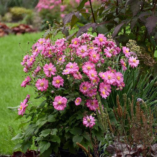 Anemone hybrid 'Sweetly'  - PW® Fall in Love® Sweetly Anemone - Shipped