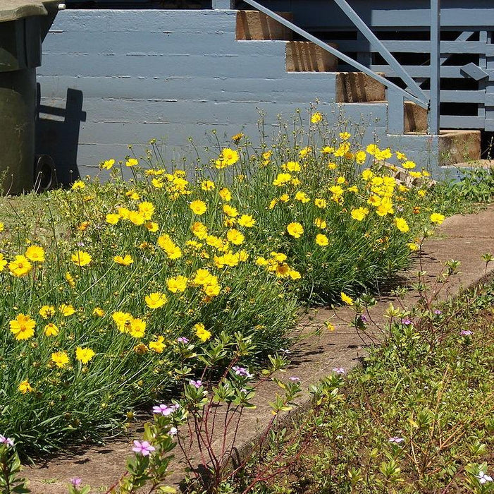 Coreopsis lanceolata  - Lanceleaf Coreopsis - Shipped