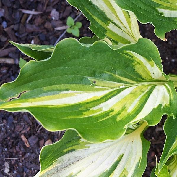 Hosta 'Lakeside Paisley Print'  - Lakeside Paisley Print Hosta - Shipped