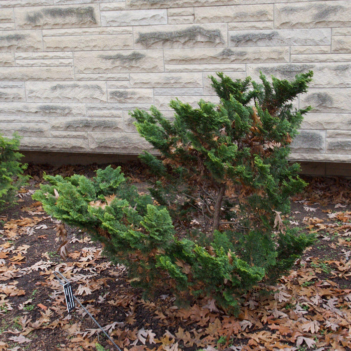 Chamaecyparis obtusa 'Gracilis'  - Slender Hinoki False Cypress - Shipped