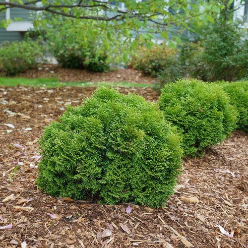 Tater Tot® Arborvitae - Shipped