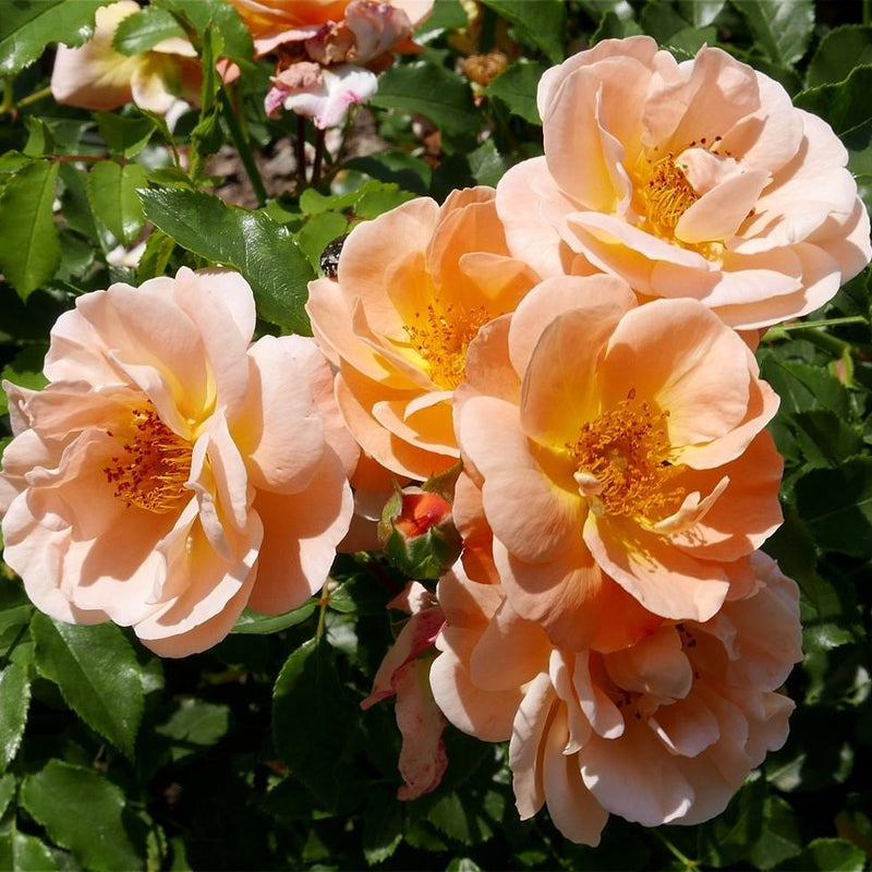 Flower Carpet® Amber Rose - Shipped