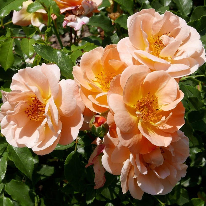 Flower Carpet® Amber Rose - Shipped