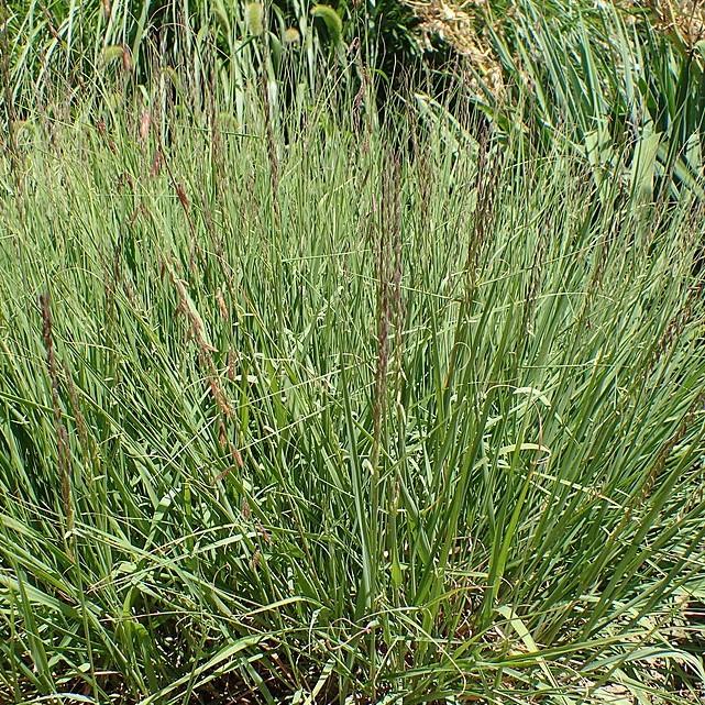 Bouteloua curtipendula  - Sideoats Grama - Shipped