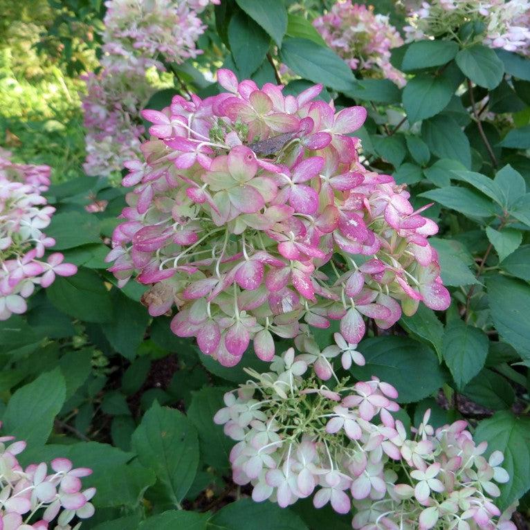 Proven Winners® Limelight® Hydrangea - Shipped