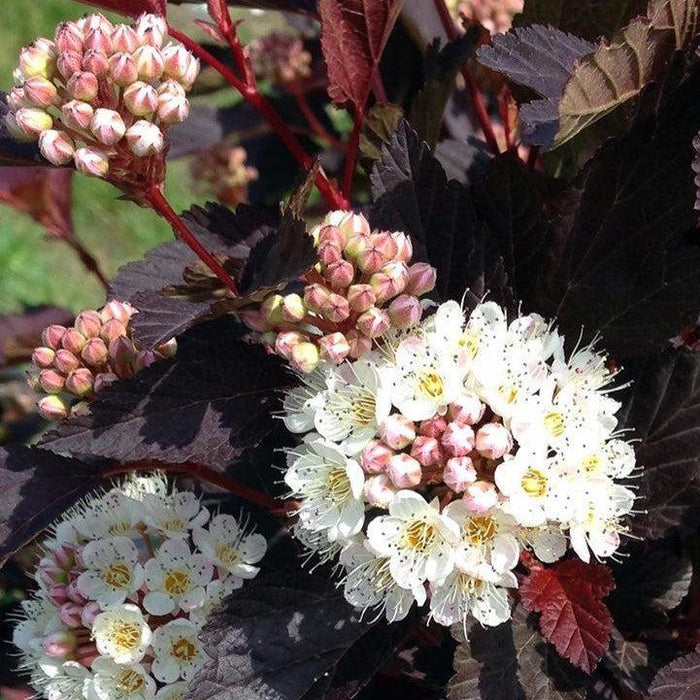 Physocarpus opulifolius 'SMPOCG'  - Chroma Chameleon™ Ninebark - Shipped