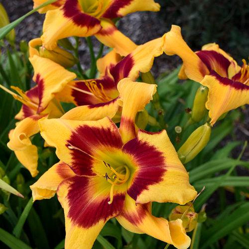Hemerocallis 'Tiger Swirl'  - Rainbow Rhythm® Tiger Swirl Daylily - Shipped