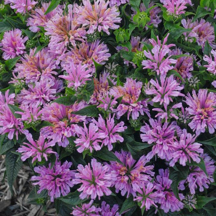 Monarda didyma 'Pardon My Lavender'  - Pardon My Lavender - Shipped