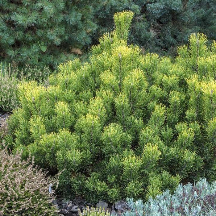 Pinus mugo var. mughus 'Enci'  - Enci Dwarf Mugo Pine - Shipped