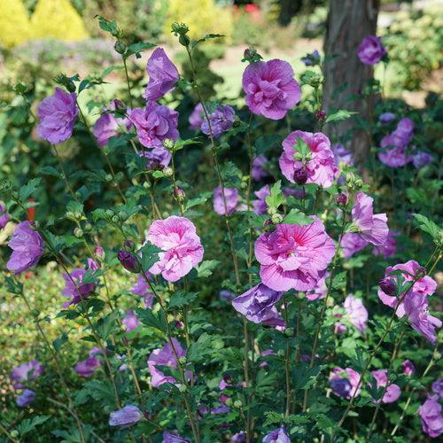 Hibiscus syriacus 'SMNHSPCL'  - Dark Lavender Chiffon® Rose of Sharon - Shipped