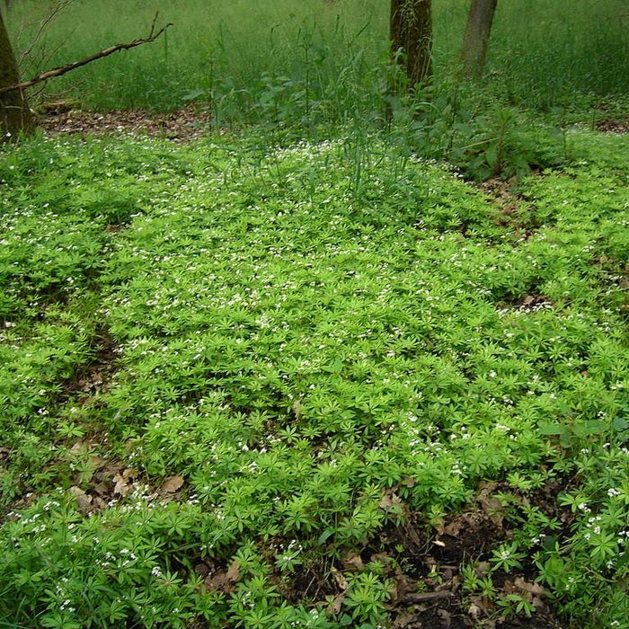 Sweet Woodruff - Shipped