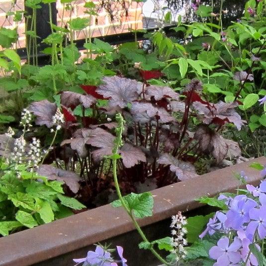 Frosted Violet Coral Bells - Shipped