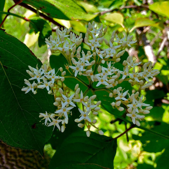 Cornus amomum  - Silky Dogwood - Shipped