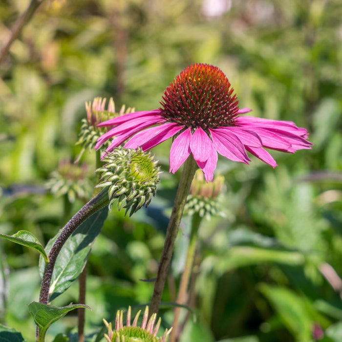 Echinacea purpurea 'Rubinstern'  - Ruby Star Echinacea - Shipped
