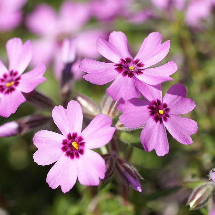 Phlox subulata 'Eye Candy'  - Eye Candy Creeping Phlox - Shipped