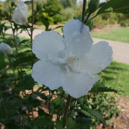 Hibiscus syriacus 'Gandini van Aart'  - PW® White Pillar® Rose of Sharon - Shipped