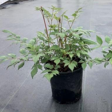 Fanal Astilbe - Shipped