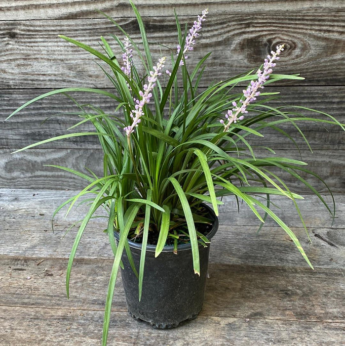 Liriope muscari 'Big Blue'  - Big Blue Lily Turf - Shipped