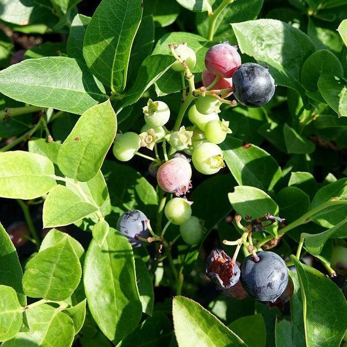 Vaccinium corymbosum 'Polaris'  - Polaris Blueberry - Shipped