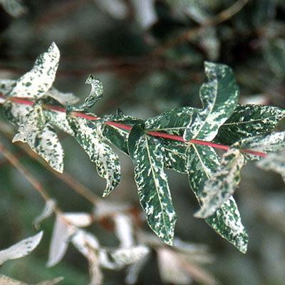 Dappled Willow - Shipped
