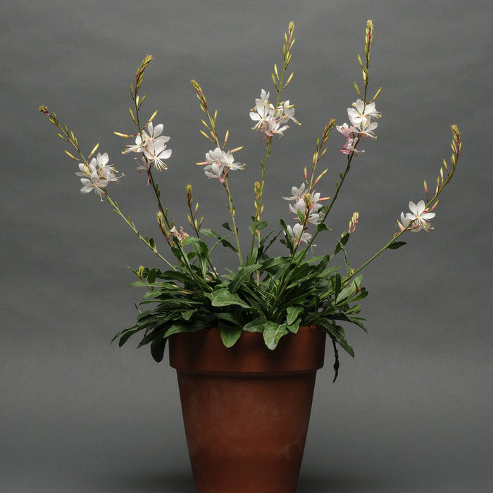 Gaura lindheimeri 'Sparkle White'  - Sparkle White Gaura - Shipped