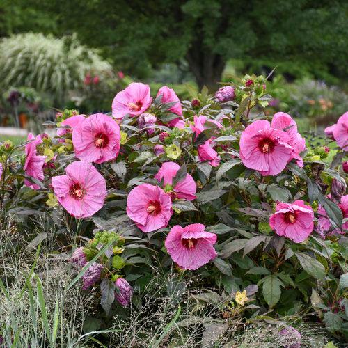 Hibiscus 'Berry Awesome' PP27936  - Summerific® Berry Awesome Hibiscus - Shipped
