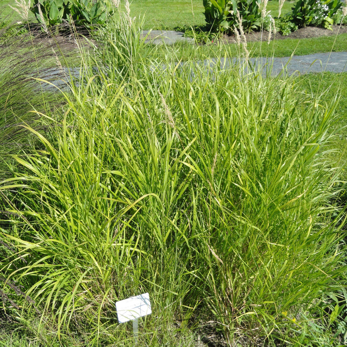 Bouteloua curtipendula  - Sideoats Grama - Shipped