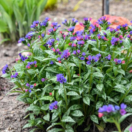 PW® Spot On Lungwort - Shipped