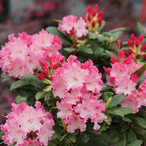 Rhododendron x 'NCRX1'  - Dandy Man Color Wheel® Rhododendron - Shipped