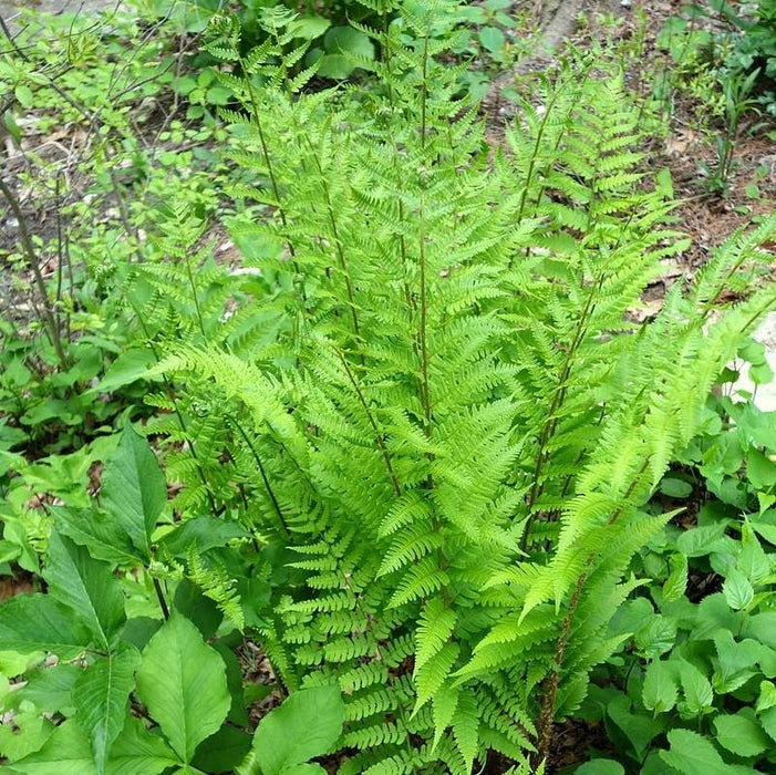 Dryopteris marginalis  - Eastern Wood Fern, Leatherwood Fern - Shipped