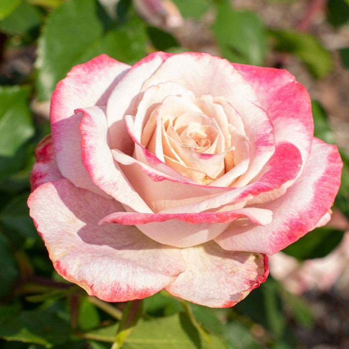 Rosa 'Meivanae'  - Pinkerbelle™ Rose - Shipped