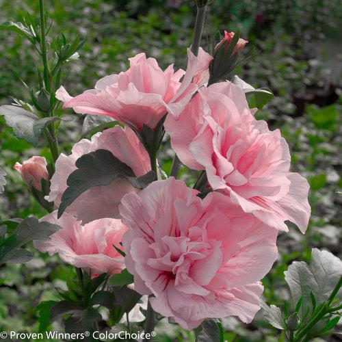 Pink Chiffon® Rose of Sharon - Shipped