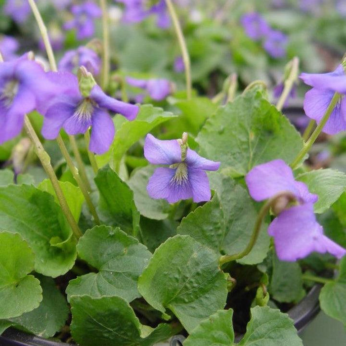 Viola sororia  - Common Blue Violet - Shipped