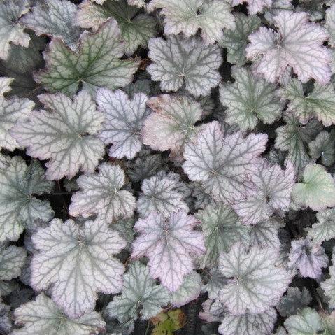 Frosted Violet Coral Bells - Shipped