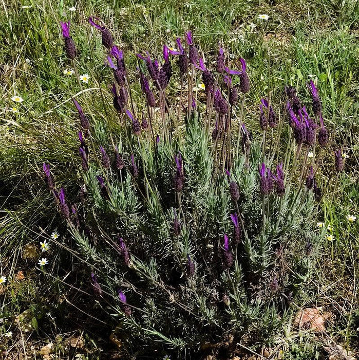 Lavandula stoechas 'Anouk Deluxe 1225'  - Primavera Spanish Lavender - Shipped